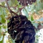 Alnus orientalis Fruit
