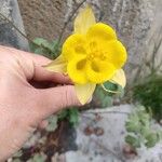 Aquilegia chrysantha Flower