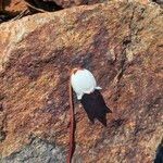 Cassiope lycopodioides Flower