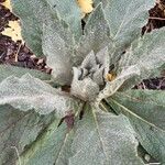 Verbascum phlomoides Fulla