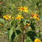 Heliopsis helianthoidesFlower