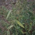 Chenopodium album Flower