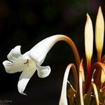 Crinum album Flor