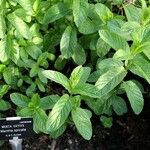 Mentha spicata Feuille