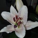 Lilium candidum 花