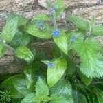 Pentaglottis sempervirens Fuelha