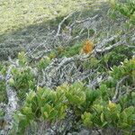 Euclea racemosa Feuille