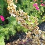 Atriplex hortensis Flor