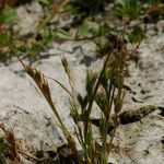 Juncus hybridus Habit