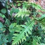 Cirsium rivulare Likasa