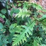 Cirsium rivulare Yaprak