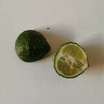 Citrus hystrix Fruit