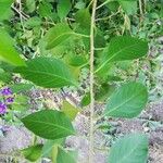 Solanum laciniatumLeaf