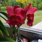 Cattleya lueddemanniana Flor