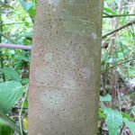Cecropia obtusa Rusca