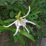 Pancratium maritimum Λουλούδι