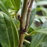 Sarcococca hookeriana Bark