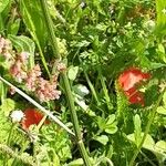 Rumex acetosa Fruit