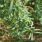 Eremophila laanii Feuille