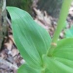 Cephalanthera longifolia Liść