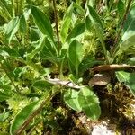 Androsace strigillosa Leaf