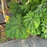 Tetrapanax papyrifer 叶