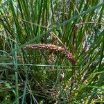 Carex rostrata Gyümölcs