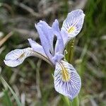 Iris missouriensis Flower