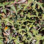 Berberis trifoliolata Hábito