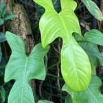 Philodendron bipennifolium ഇല