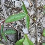 Sida cordata Feuille