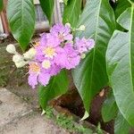 Lagerstroemia speciosa (L.) Pers.Flower