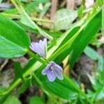 Monochoria vaginalis Flower