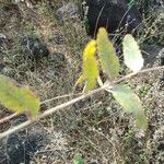 Boswellia serrata 葉