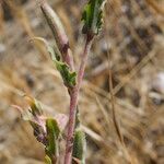 Oenothera parodiana Övriga