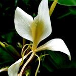 Hedychium coronarium Цветок