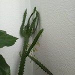 Euphorbia trigona Fulla