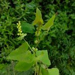 Persicaria perfoliata पत्ता