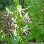 Habenaria helicoplectrum Flower