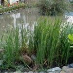 Typha angustifolia Leaf