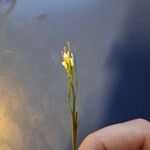 Cardamine hirsuta Flower