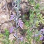 Teucrium creticum Blüte