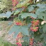 Acer opalus Leaf