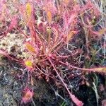 Drosera anglica Folha