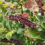 Coriaria ruscifolia Fruto