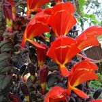 Columnea gloriosa Lorea