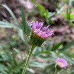 Erigeron atticus Flower