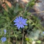 Cichorium endiviaFiore