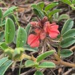 Indigofera volkensii Flors