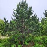 Pinus resinosa Natur
